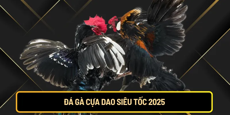 Đá gà cựa dao siêu tốc 2025