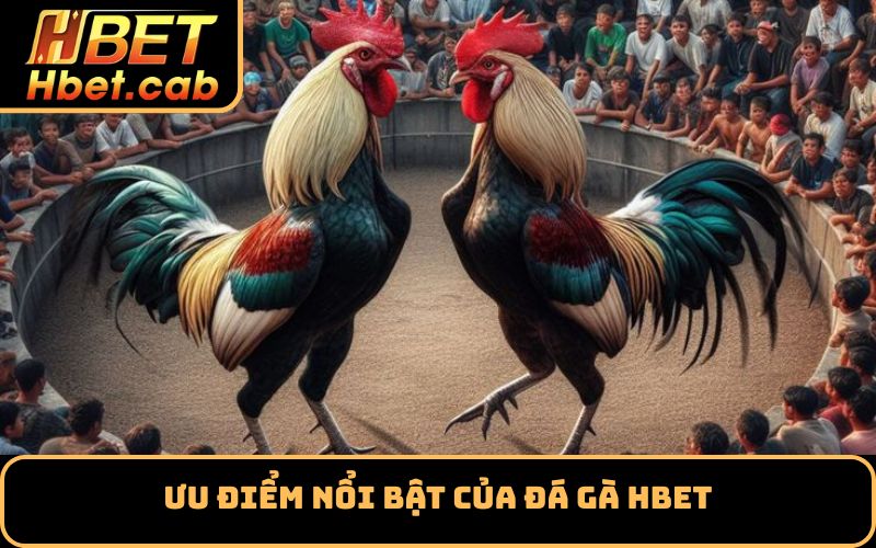 Ưu điểm nổi bật của đá gà Hbet