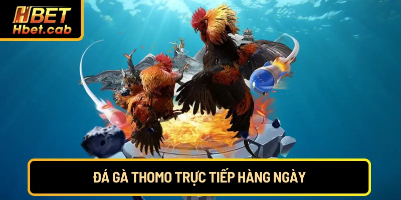 Đá gà Thomo trực tuyến hàng ngày
