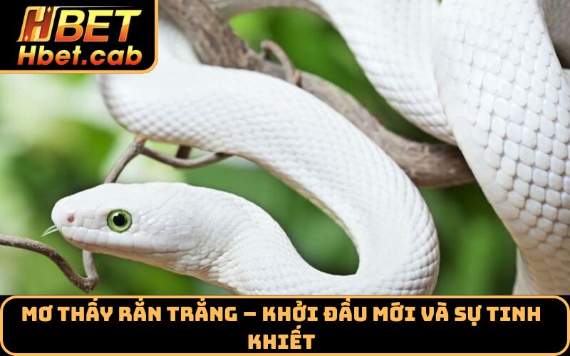Mơ thấy rắn trắng – Khởi đầu mới và sự tinh khiết