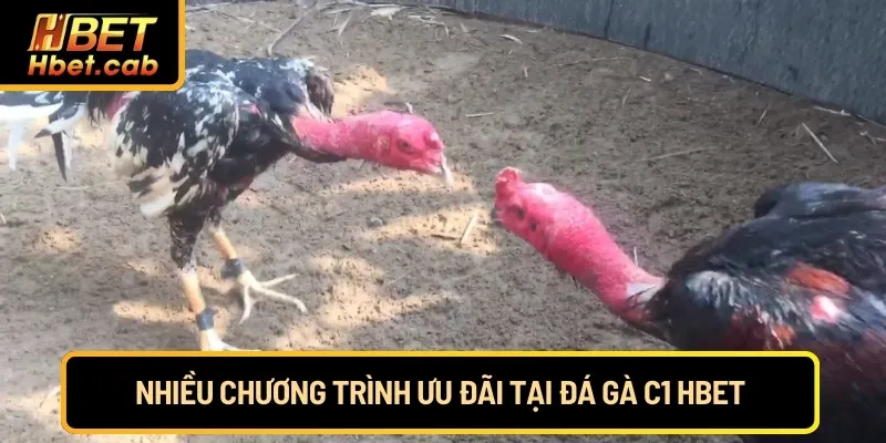 Nhiều chương trình ưu đãi tại đá gà C1